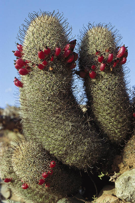 Mp Poster featuring the photograph Fishhook Cactus Mammillaria Sp Blooming by Tui De Roy