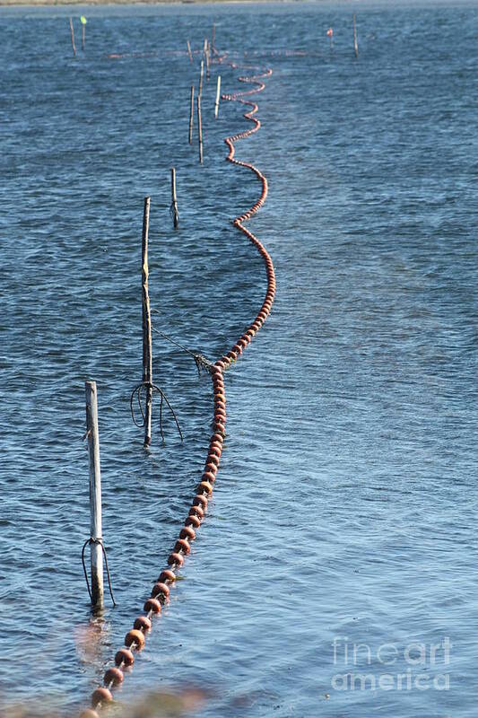 Fishing Lake Poissons Marine Life Scenery Rogerio Mariani Poster featuring the photograph Fishing nets by Rogerio Mariani