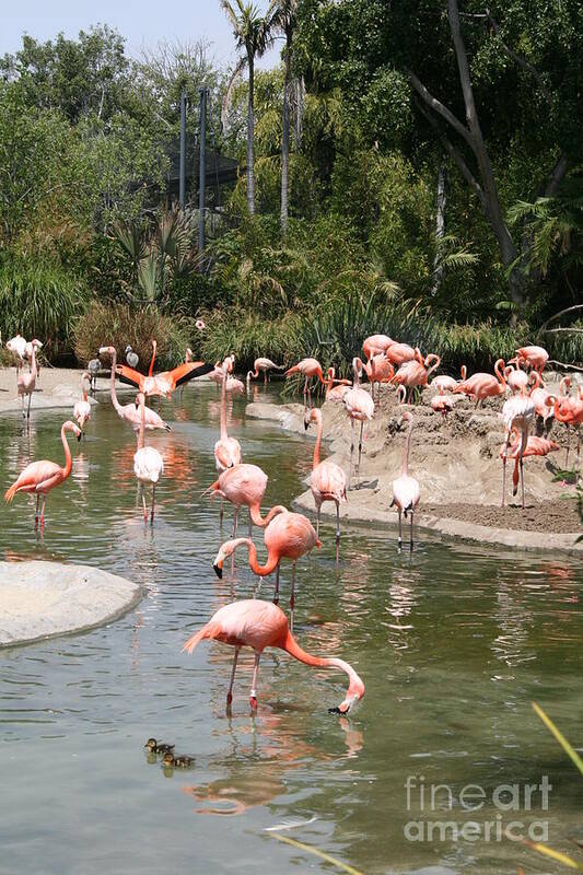 Flamingo Poster featuring the photograph Flamingo Lagoon I by Christina A Pacillo