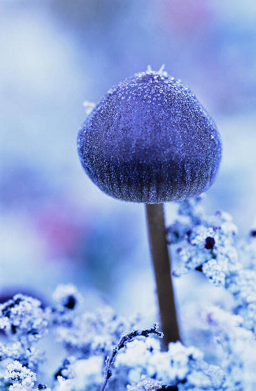 Light Poster featuring the photograph Frost Covered Mushroom, North Canol by Robert Postma