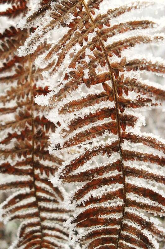 Frosty Fern Poster featuring the photograph Frosty Fern by Michael Standen Smith