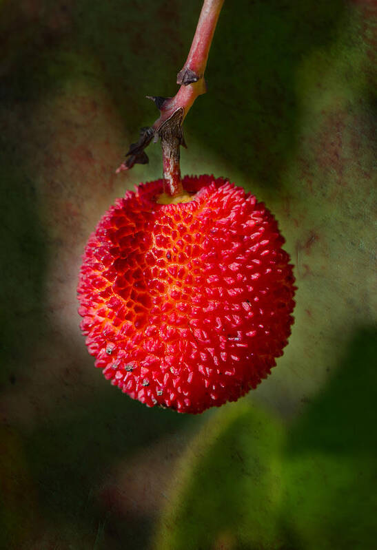 Fruit Poster featuring the photograph Fruit Of Strawberry Tree by Perry Van Munster