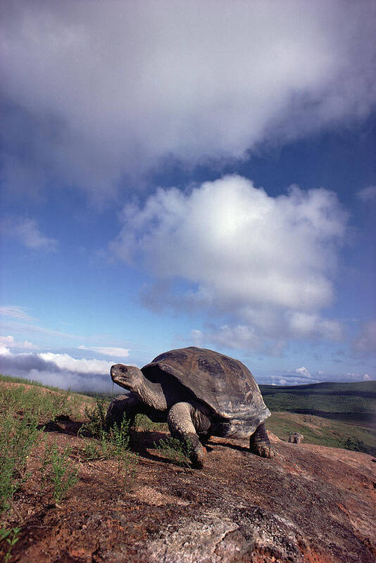 Mp Poster featuring the photograph Galapagos Tortoise on Isla Isabella by Tui De Roy