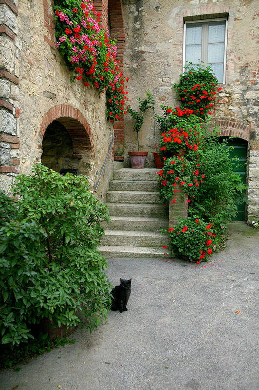 Tuscany Poster featuring the photograph Gatto by John Galbo