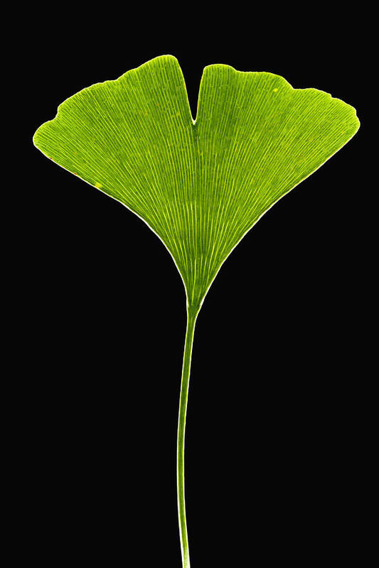 00476886 Poster featuring the photograph Ginkgo Leaf by Piotr Naskrecki