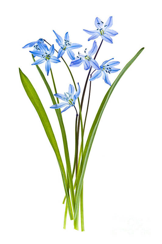 Flowers Poster featuring the photograph Blue spring flowers by Elena Elisseeva