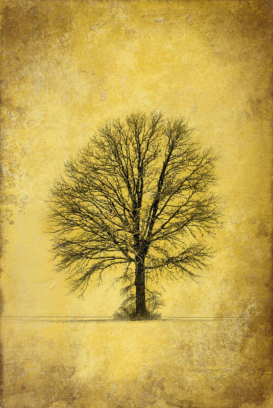 Lone Tree Poster featuring the photograph Golden Tree by Mary Timman