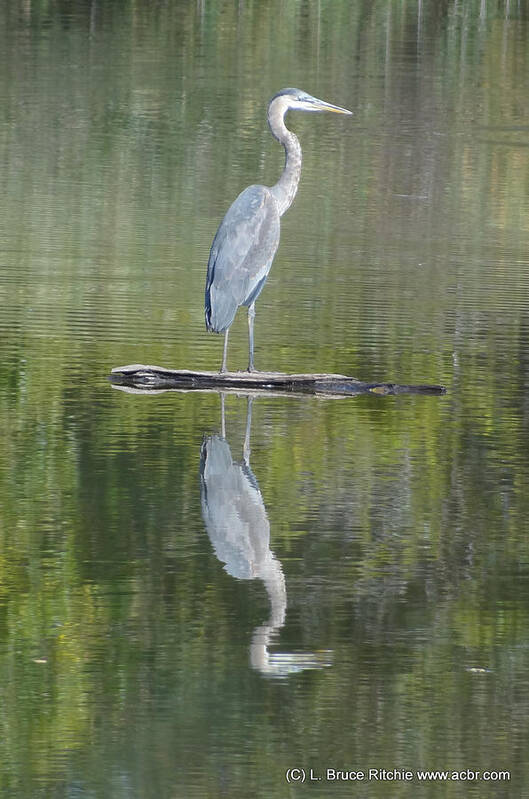 Great Blue Heron Poster featuring the mixed media Great Blue Heron on Lake Chipican by Bruce Ritchie