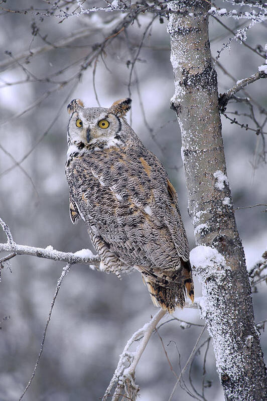 00170557 Poster featuring the photograph Great Horned Owl Perched In Tree Dusted by Tim Fitzharris