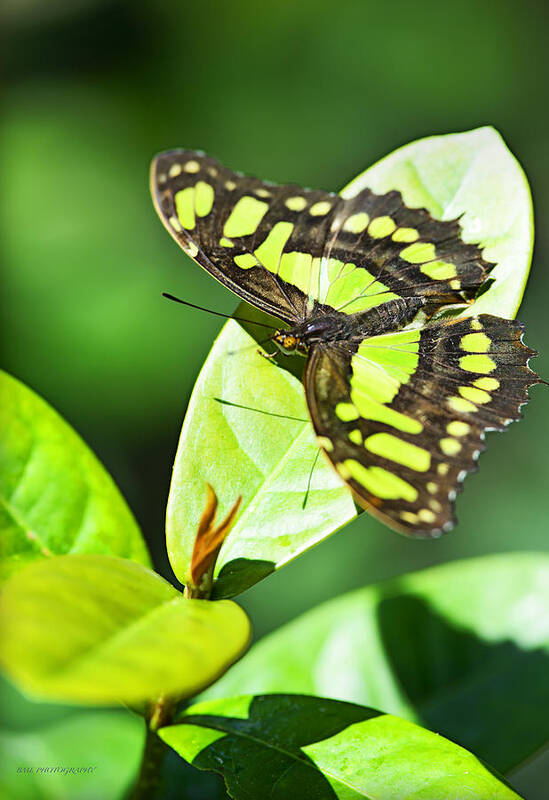 Butterfly Poster featuring the photograph Green On Green by Edward Kovalsky