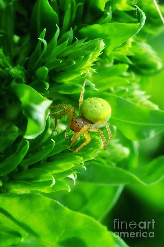 Yhun Suarez Poster featuring the photograph Green Spider 2.0 by Yhun Suarez