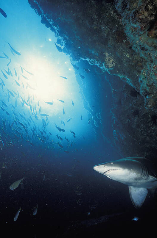 Color Image Poster featuring the photograph Grey Nurse Shark Turning Away From Reef by Axiom Photographic