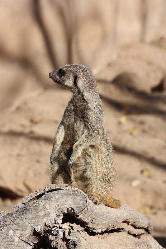 Meerkat Poster featuring the photograph He Went That Way by Kim Galluzzo
