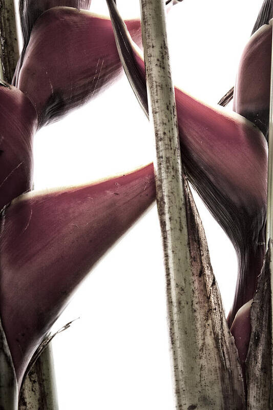 Heliconia Poster featuring the photograph Heliconia Still Life 2 by Monte Arnold