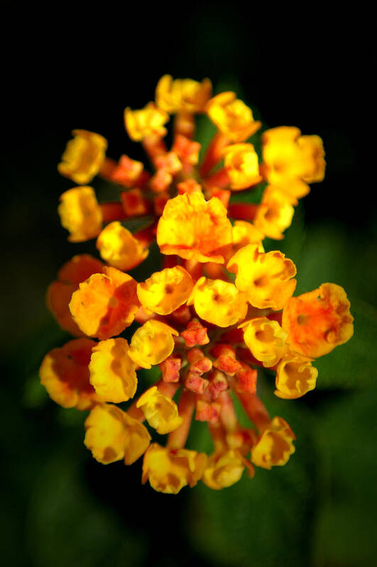 Flower Poster featuring the photograph Horn Section by David Weeks