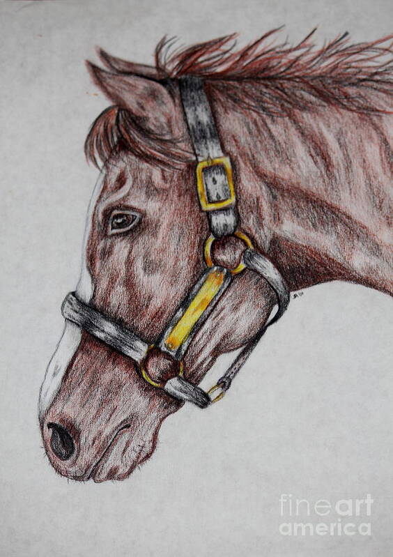Color Pencil Poster featuring the drawing Horse Head 1 by Sheri Simmons