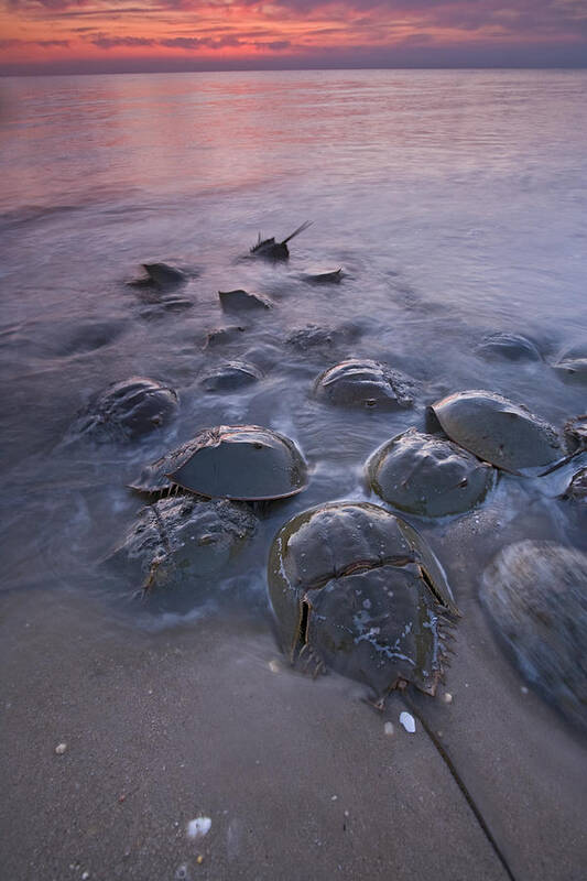 00476971 Poster featuring the photograph Horseshoe Crabs Crawling Ashore New by Piotr Naskrecki