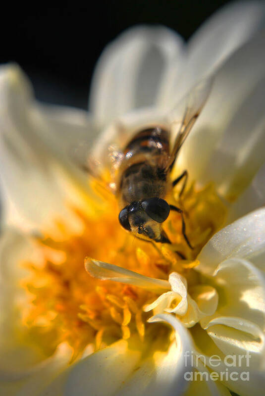 Yhun Suarez Poster featuring the photograph Hoverfly On White Flower by Yhun Suarez