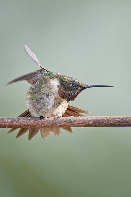 Hummingbird Poster featuring the photograph Hummingbird Karate by Bonnie Barry