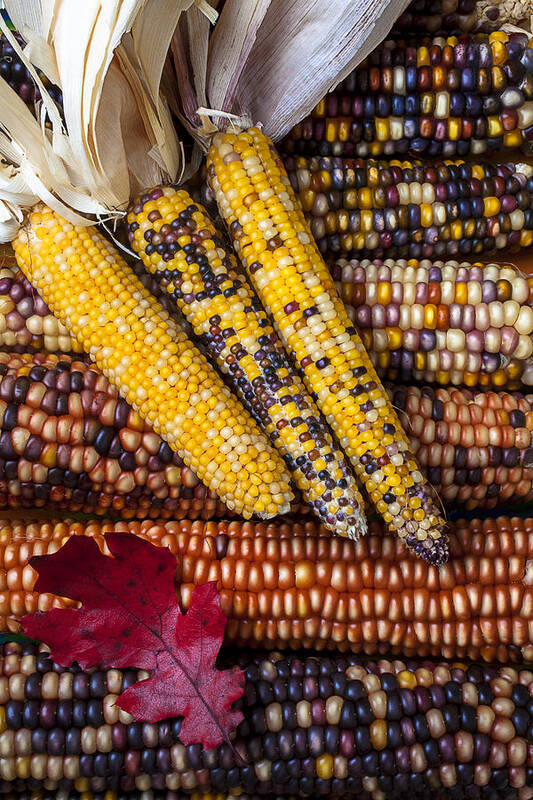 Indian Corn Poster featuring the photograph Indian corn by Garry Gay