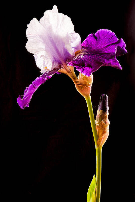 Iris Poster featuring the photograph Purple Bearded Iris Profile by Jean Noren