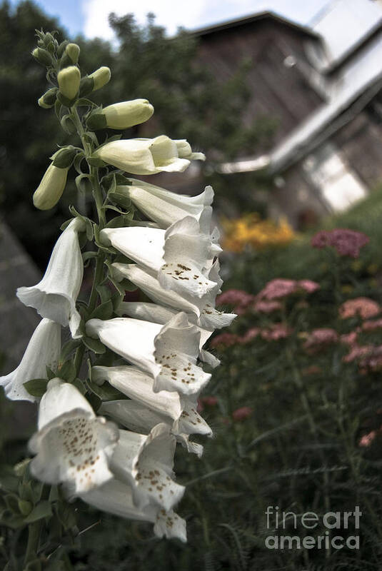 Agriculture Poster featuring the digital art Ivory Foxglove by Danielle Summa