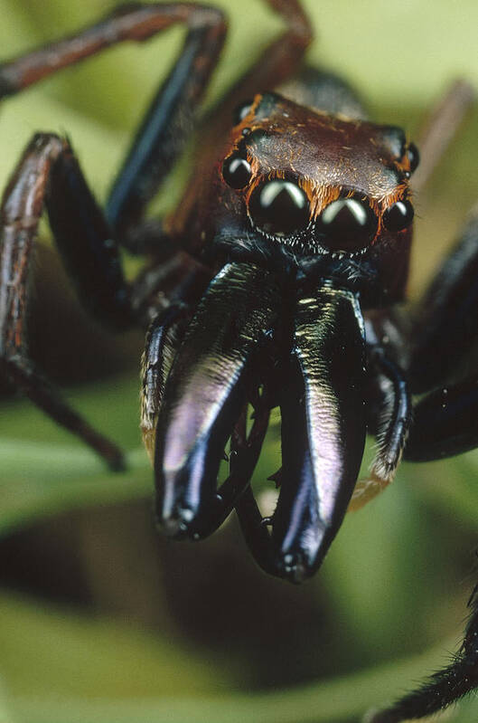 Mp Poster featuring the photograph Jumping Spider Portrait, Queensland by Mark Moffett