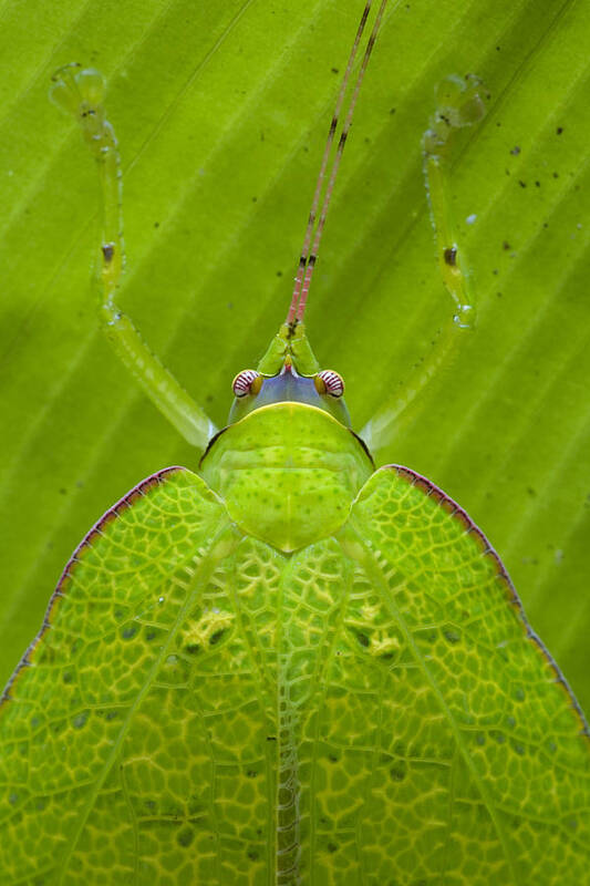 00427052 Poster featuring the photograph Katydid Mamang River Forest Reserve by Piotr Naskrecki
