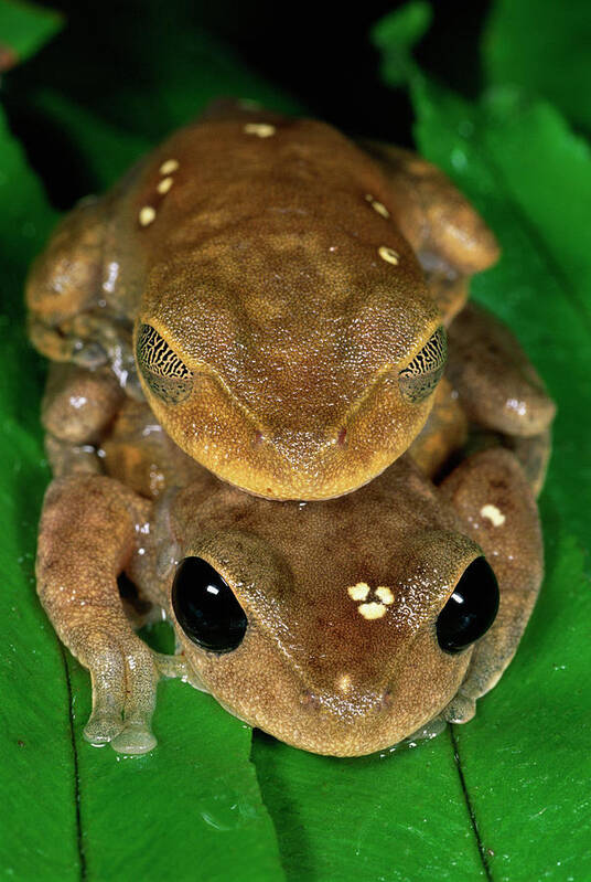 Mp Poster featuring the photograph Lacelid Frog Nyctimystes Dayi Pair by Michael & Patricia Fogden