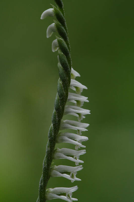 Northern Slender Ladies'-tresses Poster featuring the photograph Ladies' Tresses Orchid by Daniel Reed