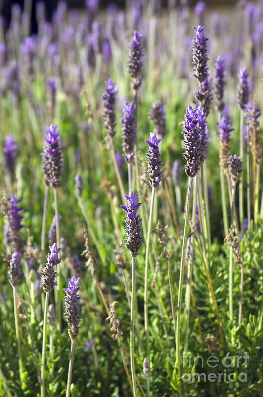 Agriculture Poster featuring the photograph Lavender flowers by Carlos Caetano