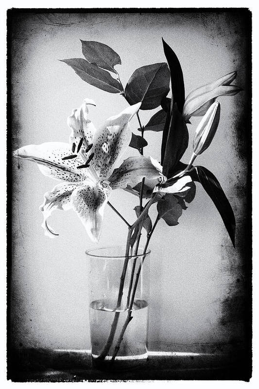 Lily Poster featuring the photograph Lily 320BW by James Bethanis