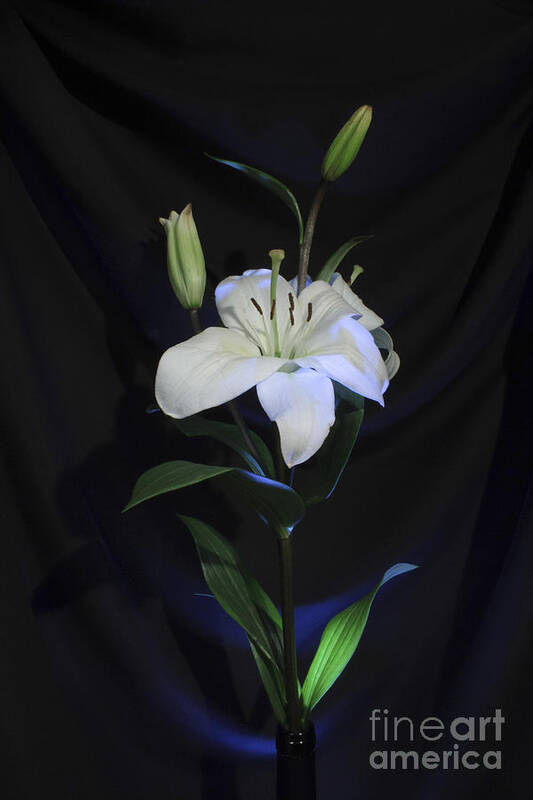 Floral Poster featuring the photograph Lit Lily by Balanced Art