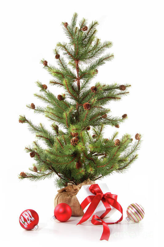 Artificial Poster featuring the photograph Little christmas tree with red ribboned gifts on white by Sandra Cunningham