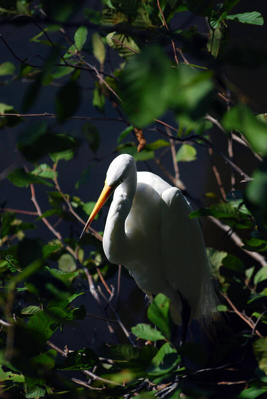 Great Egret Poster featuring the photograph Lost in Thought by Lori Tambakis