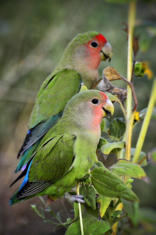 Lovebirds Poster featuring the photograph Lovebird Couple by Saija Lehtonen