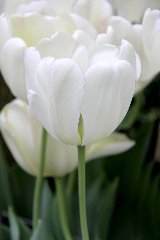 Tulip Poster featuring the photograph Lovely White Tulip Flowers by Jennie Marie Schell