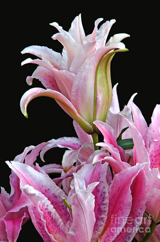 Lilium Poster featuring the photograph Luscious Lilies by Byron Varvarigos