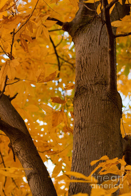Tree Poster featuring the photograph Majestic Tree in Fall by Christine Amstutz