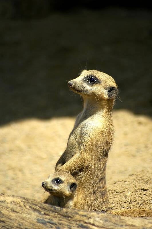 Meerkat Poster featuring the photograph Meerkat Mother and Baby by Carolyn Marshall