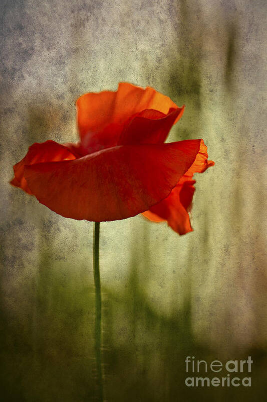 Poppy Poster featuring the photograph Moody Poppy. by Clare Bambers - Bambers Images
