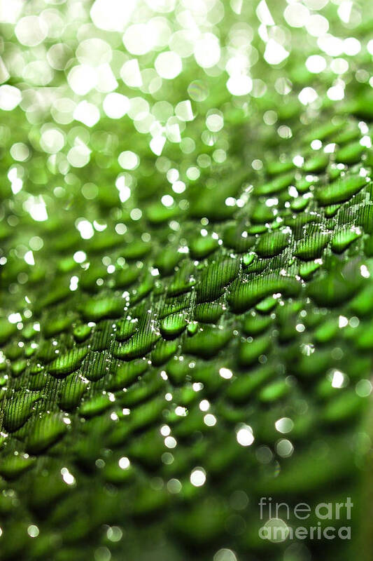Drops Poster featuring the photograph Morning dew on plant leaf by Simon Bratt