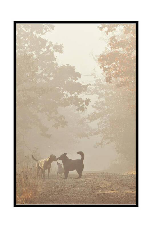 Dogs Poster featuring the photograph Morning Meeting by Brian Duram