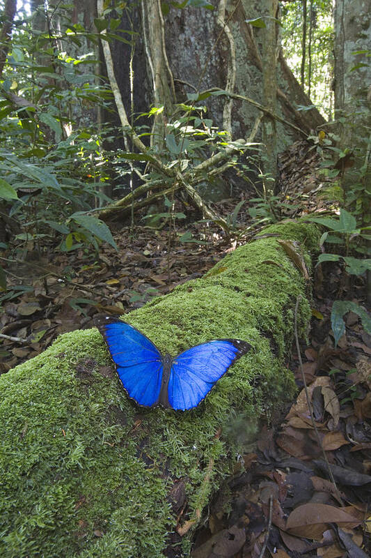 00298549 Poster featuring the photograph Morpho Butterfly In Rainforest Acarai by Piotr Naskrecki