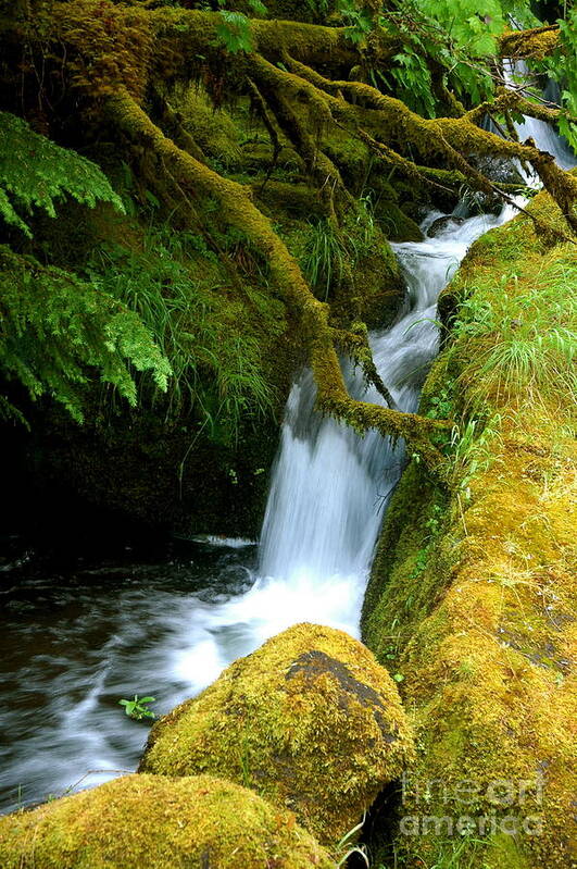 Oregon Waterfall With Moss And Ferns Photograph Poster featuring the photograph Mossy by Johanne Peale