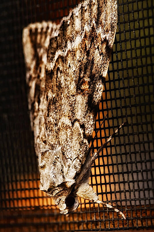 Moth Poster featuring the photograph Moth by Linda Tiepelman