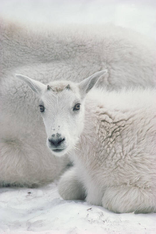 Mp Poster featuring the photograph Mountain Goat Oreamnos Americanus by Gerry Ellis