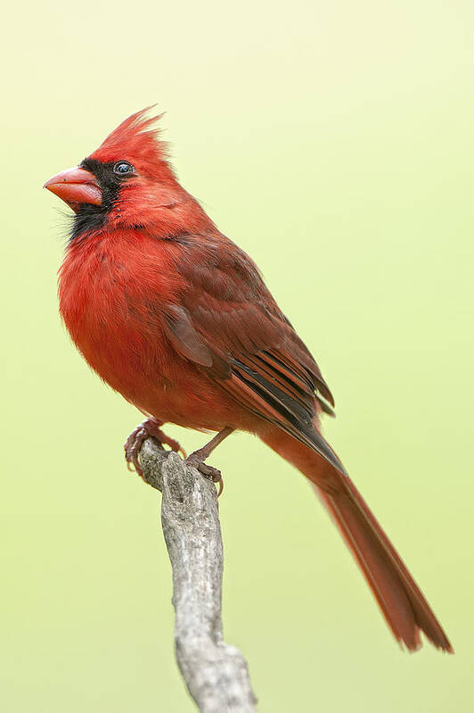 Redbird Poster featuring the photograph Mr. Redbird by Bonnie Barry