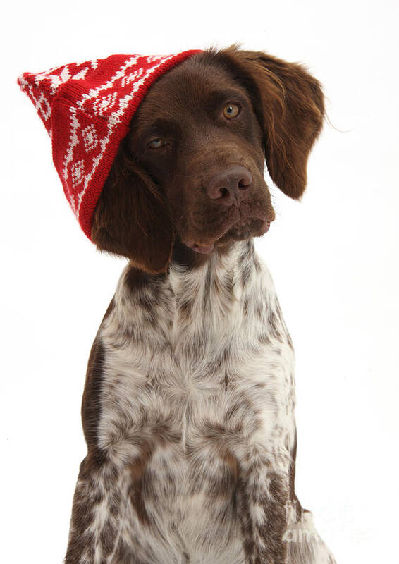 Nature Poster featuring the photograph Munsterlander Dog In Winter Hat by Mark Taylor