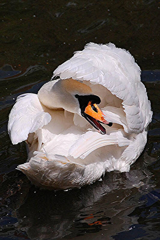 Mute Swan Poster featuring the photograph Mute Swan by Patricia Tapping